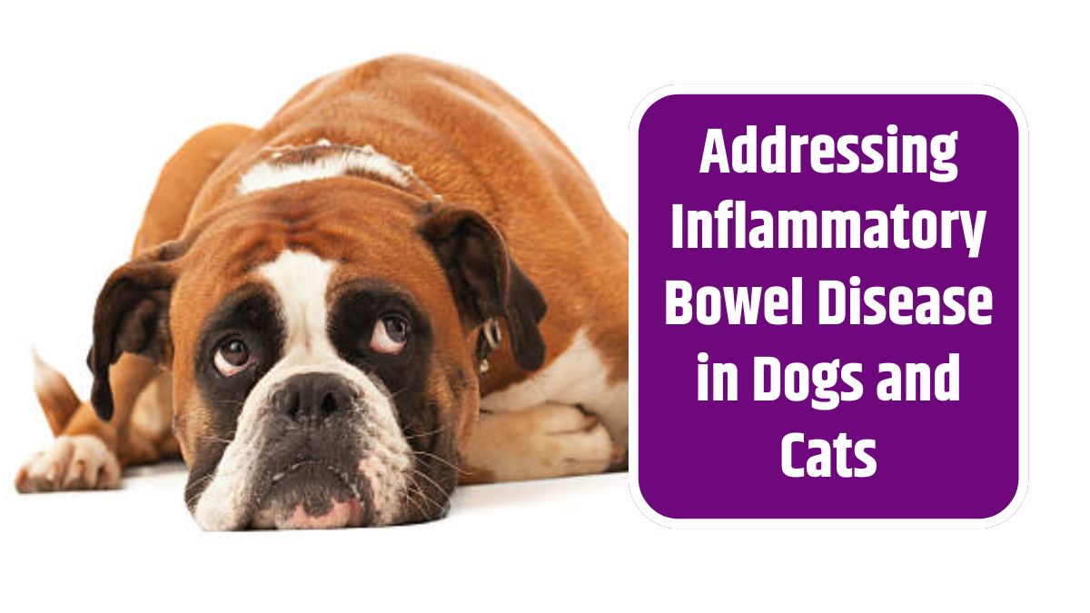 Inflammatory Bowel Disease in Dogs