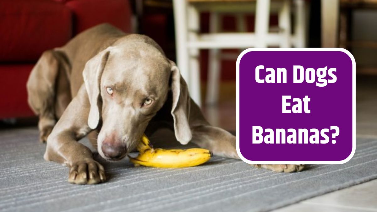 Dogs Eat Banana