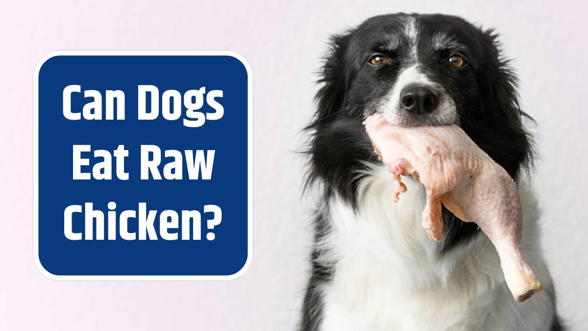 Dog Eating Raw Chicken