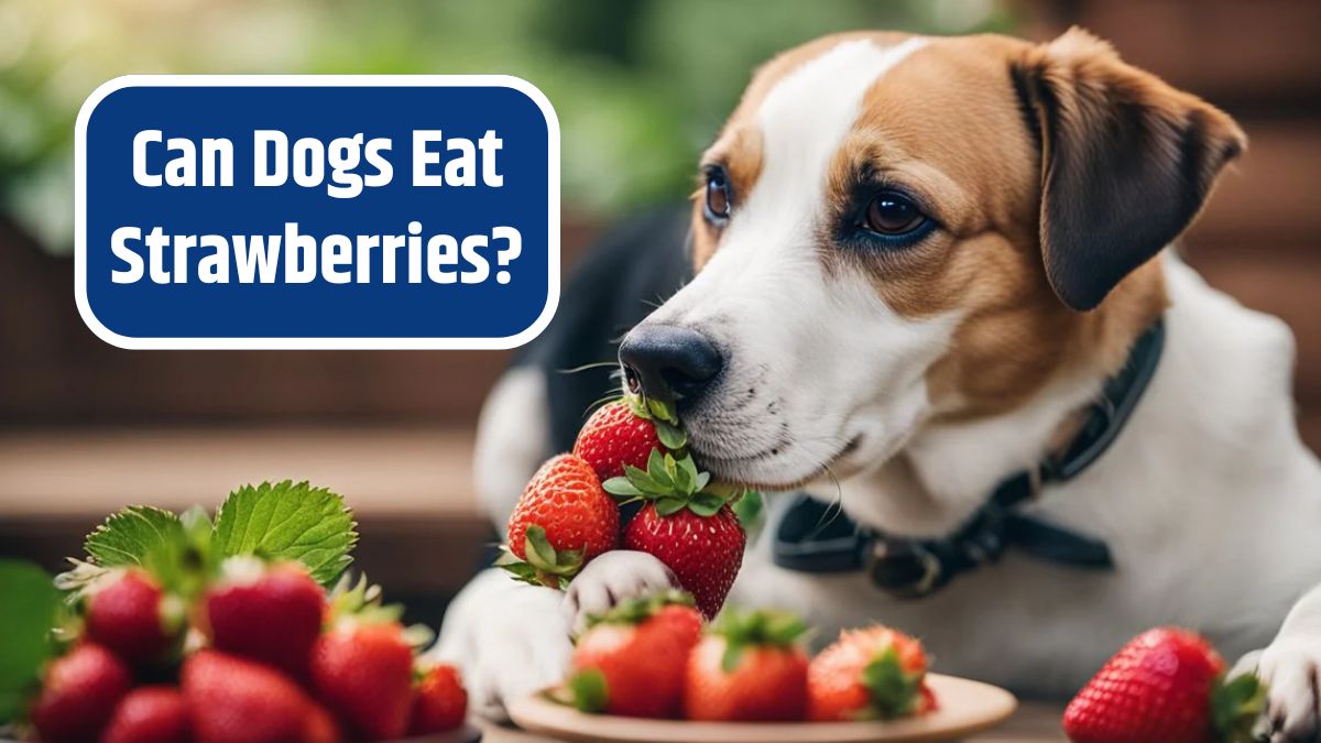 Dogs Eat Strawberries