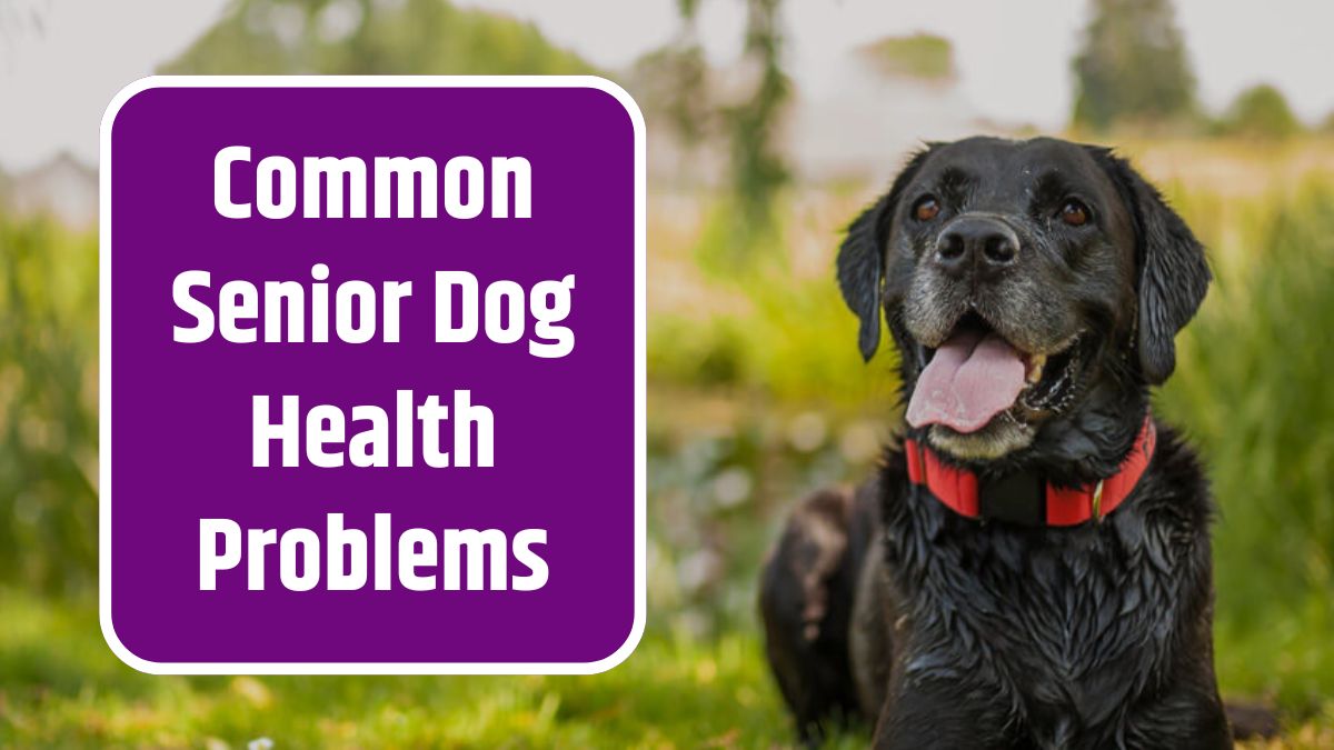 Senior Dog Health Problem