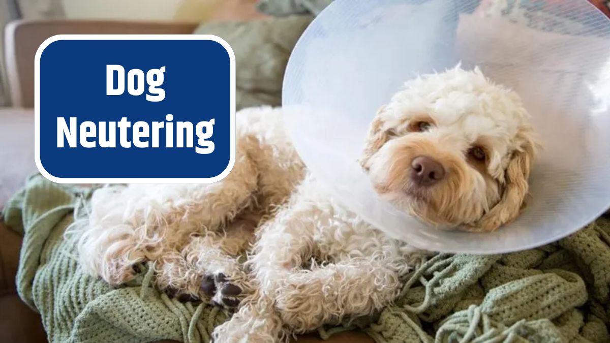 Dog Neutering