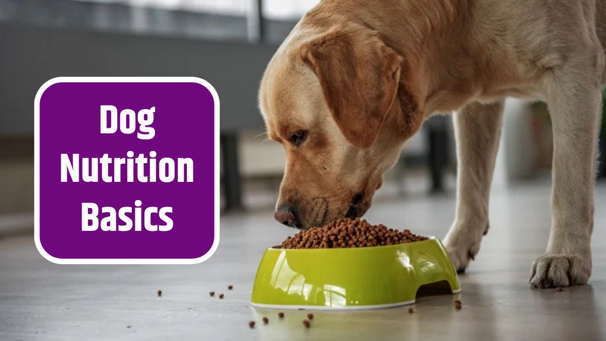 Dog Nutrition Basics