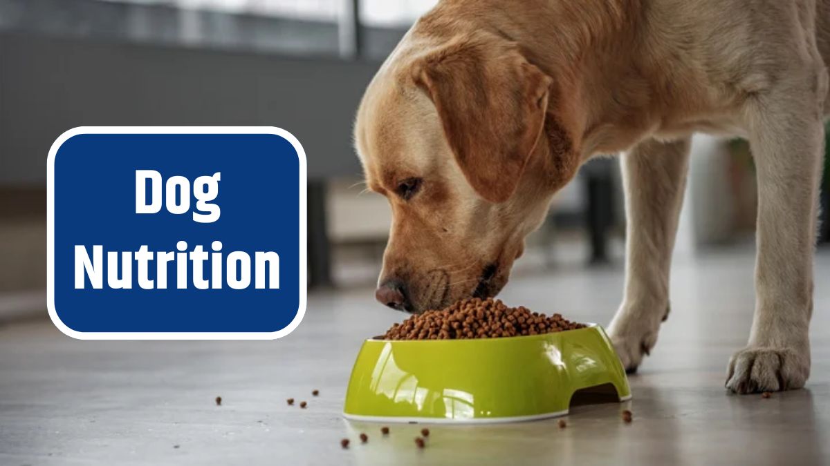 Dog Nutrition