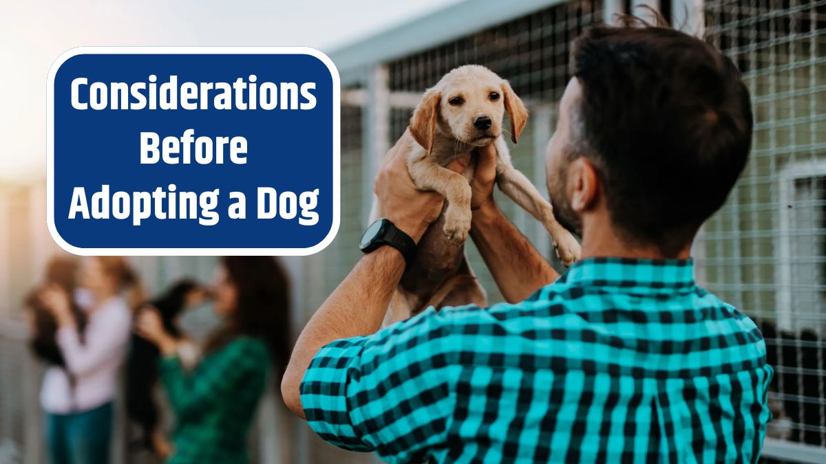 Essential Considerations Before Adopting a Dog