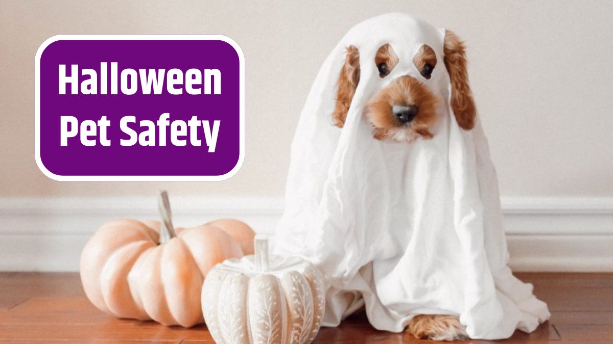 Halloween Pet Safety