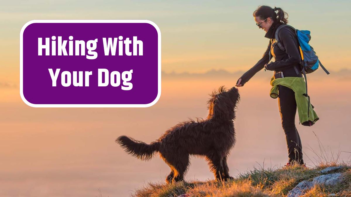 Hiking With Your Dog