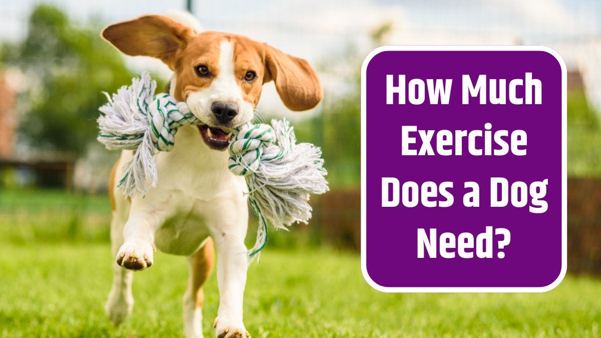 Exercise Does a Dog Need