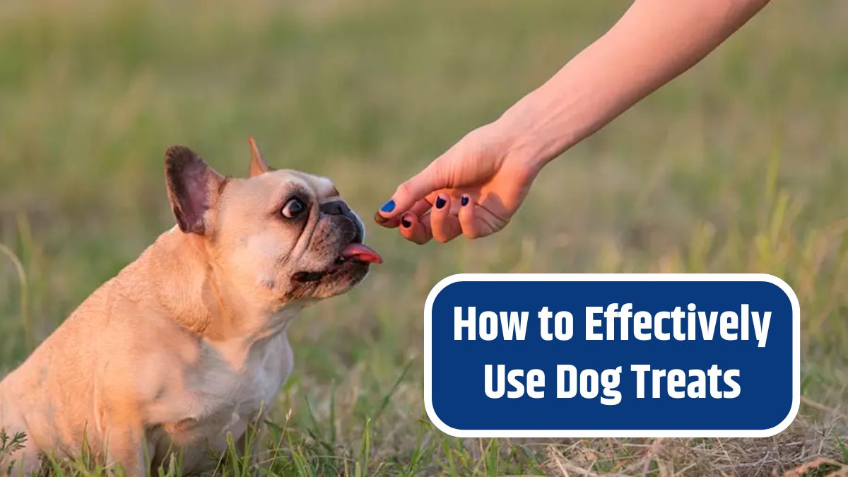 How to Effectively Use Dog Treats