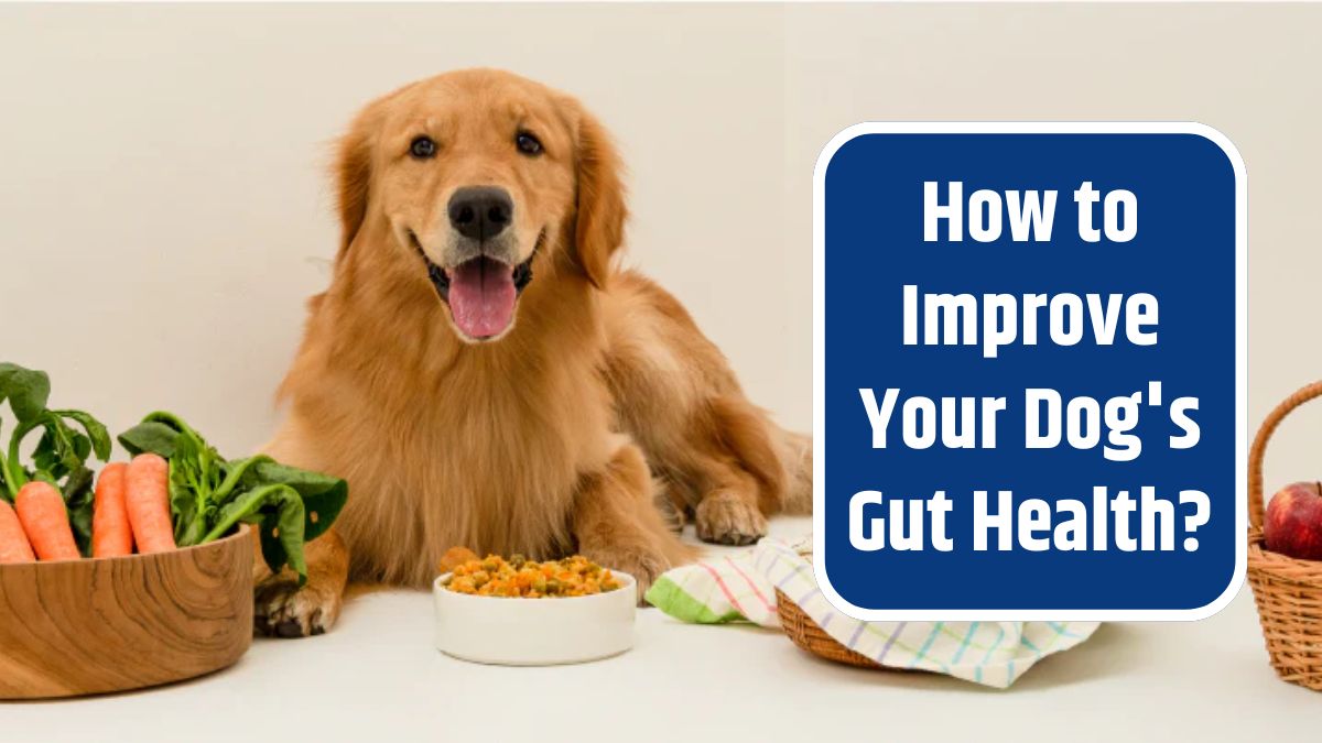 Dog's Gut Health