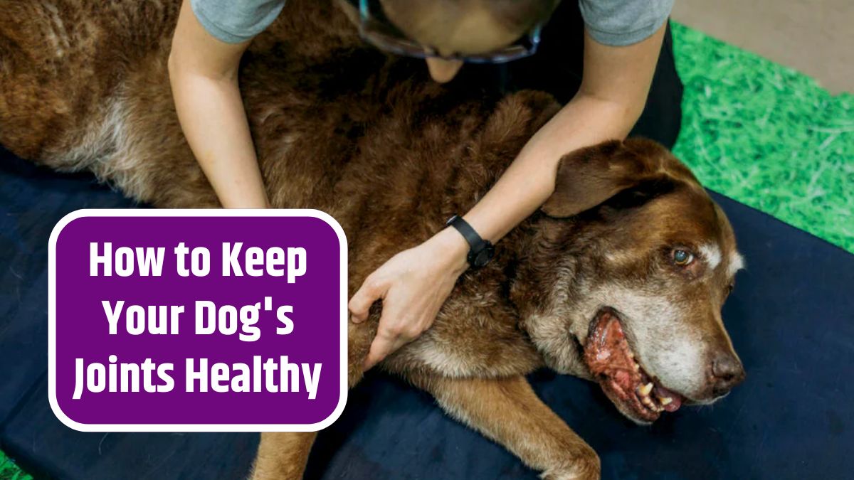 Dog's Joints Healthy