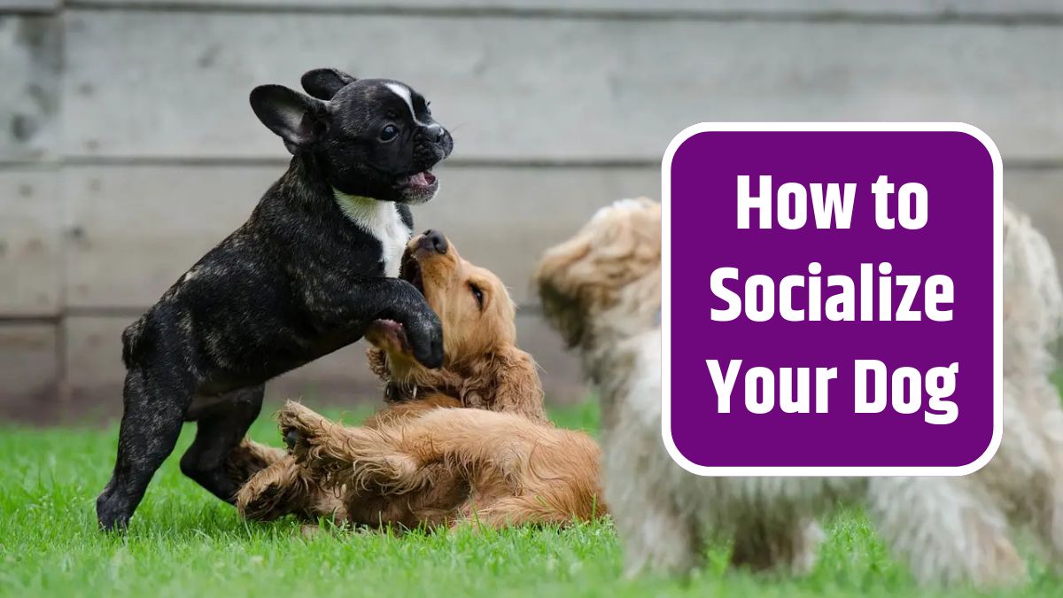 Socialize Your Dog