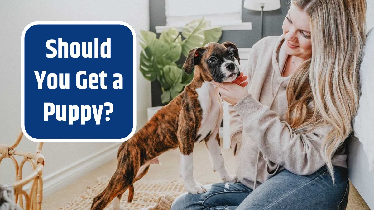 Should You Get a Puppy?