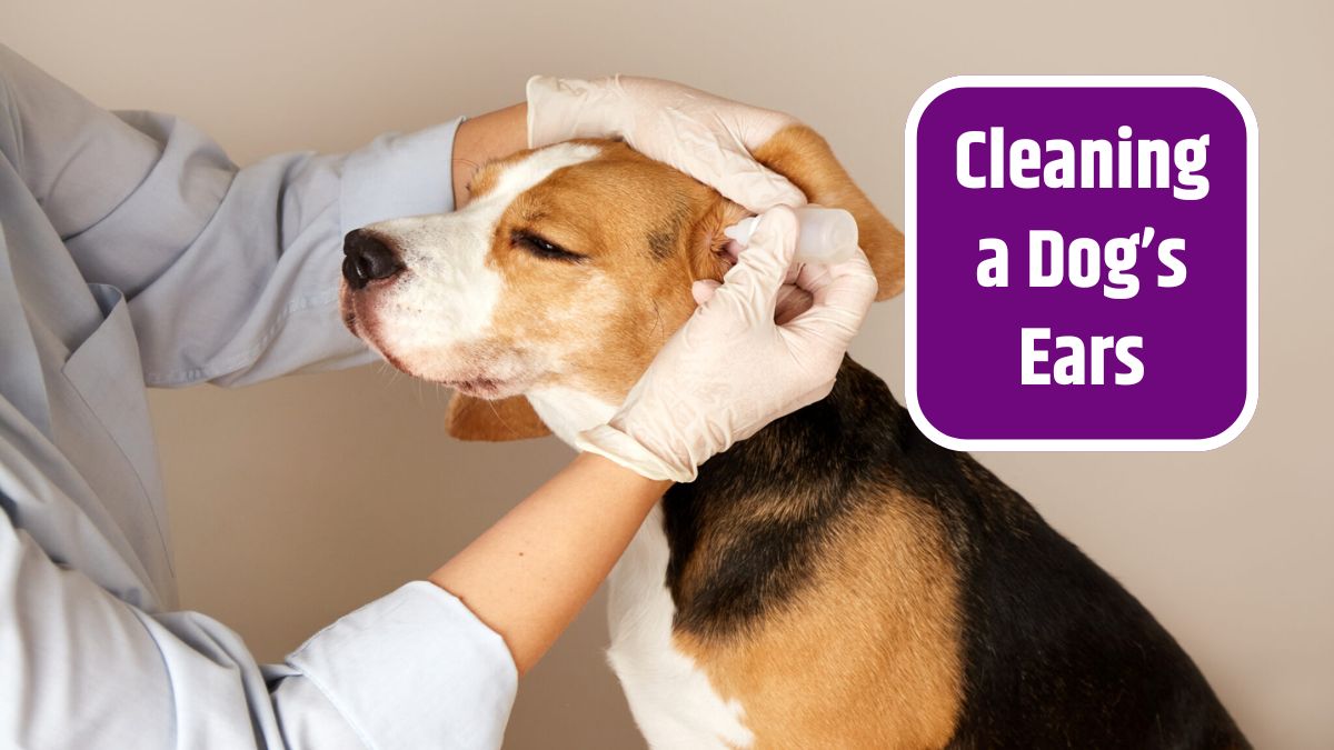 Cleaning a Dog’s Ear