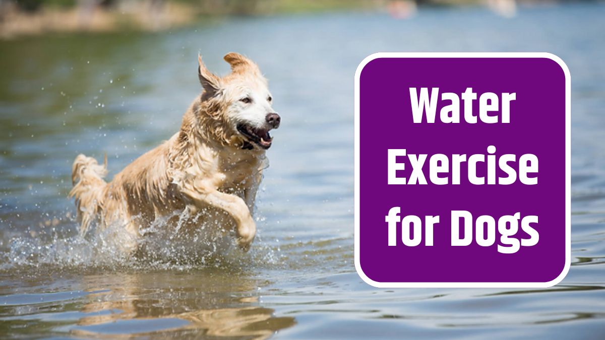 Water Exercise for Dogs