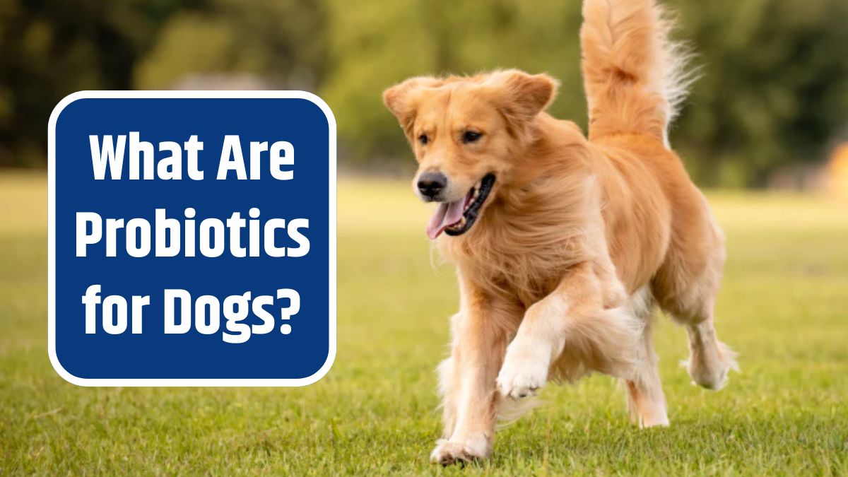 Probiotics for Dogs