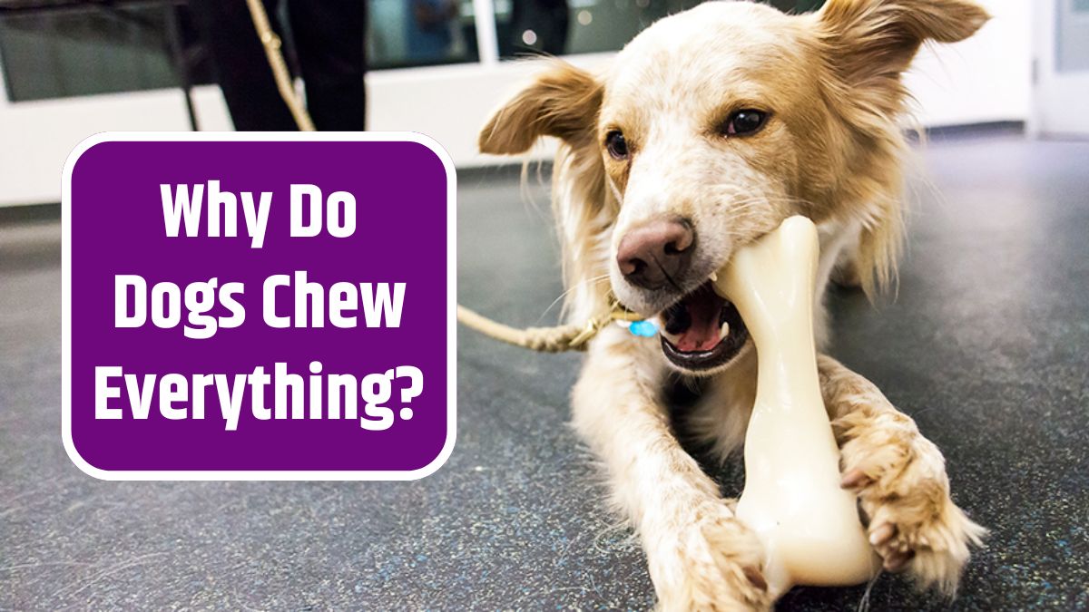 Dogs Chew