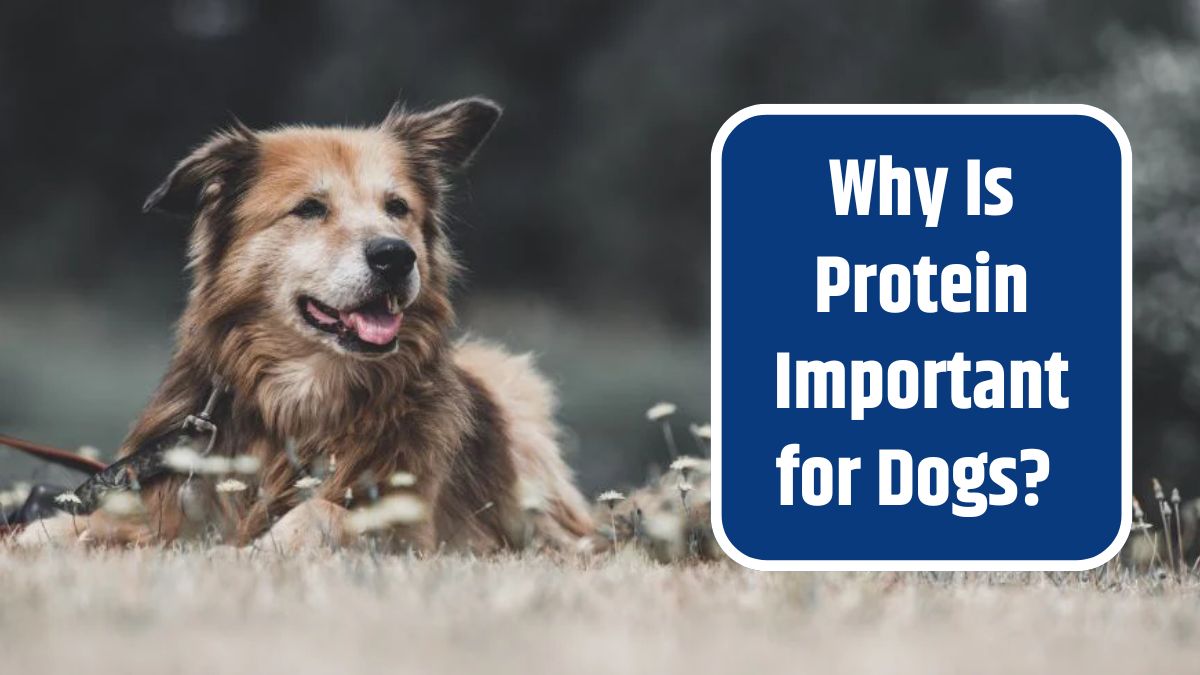 Protein Important for Dog